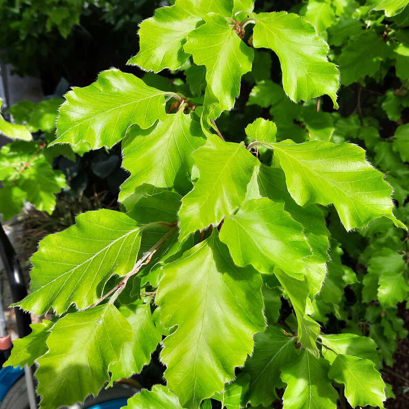 Goldbuche - Fagus sylvatica 'Rohan Gold' - gelb