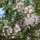 Robinia slavinii 'Hillieri' - Hohe Rosenakazie