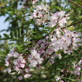 Robinia slavinii 'Hillieri' - Hohe Rosenakazie