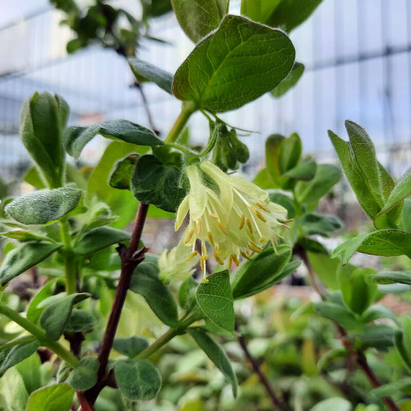 Lenzbeere, Blaue Heckenkirsche - Lonicera caerulea kamtschatica 'Kalinka' -  gelb