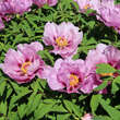 Paeonia rockii: Bild 2/11