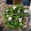Paeonia rockii: Bild 11/11