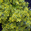 Euonymus fortunei 'Emerald'n Gold': Bild 2/3