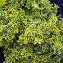 Gelbbunter Spindelstrauch - Euonymus fortunei 'Emerald'n Gold'