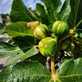 Ficus carica 'Panachée' - Fruchtfeige