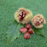 Castanea sativa 'Lyon' - Essbare Edelkastanie, Maroni