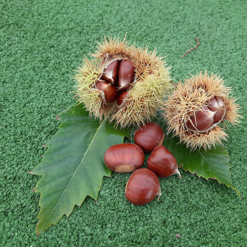 Esskastanie ‘Marigoule‘ Im Topf – Halbstamm 160-180cm, Süße Maronen, Robust & Winterhart, Castanea Sativa