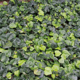 Kolchischer Efeu - Hedera colchica 'Batumi' - grn
