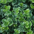 Euonymus fortunei 'Emerald Gaiety': Bild 1/3