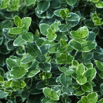 Bunter Kriech-Spindelstrauch - Euonymus fortunei 'Emerald Gaiety' - wei
