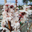 Prunus armeniaca 'Compacta': Bild 2/6