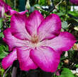 Clematis 'Liberty': Bild 6/7