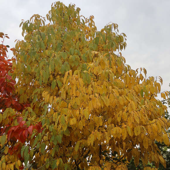 Kaki, Kakipflaume - Diospyros kaki - gelb