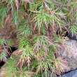 Acer palmatum 'Orangeola': Bild 1/7