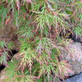 Acer palmatum 'Orangeola'     H 80+