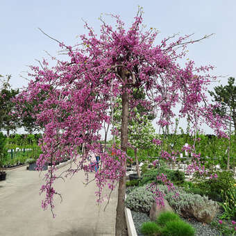 Cercis canadensis 'Lavender Twist'