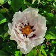 Paeonia rockii: Bild 3/11