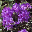 Rhododendron impeditum 'Moerheim': Bild 1/3