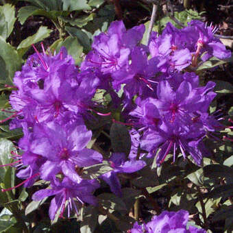 Rhododendron impeditum 'Moerheim'
