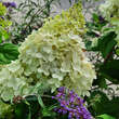 Hydrangea paniculata 'Fire Light': Bild 2/2