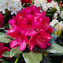 Rhododendron INKARHO - rot - Rhododendron