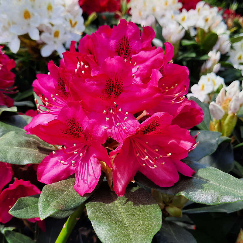 Rhododendron - Rhododendron INKARHO - rot - rot
