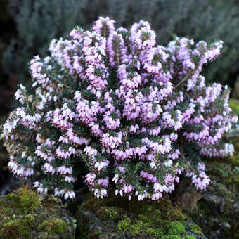 Erica carnea - hellrosa