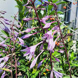 Hosta 'First Blush' - Funkie, Herzlilie