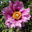 Paeonia rockii: Bild 7/11