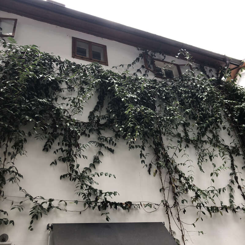 Schlingendes Geiblatt - Lonicera henryi - mehrfrbig
