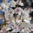 Prunus incisa 'The Bride' - Brautkirsche