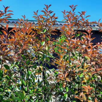 Glanzmispel - Photinia fraseri 'Red Robin' in Baumschulqualitt aus  sterreich kaufen