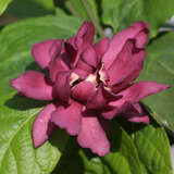 Calycanthus raulstonii 'Hartlage Wine' - Gewürzstrauch