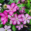 Clematis 'Liberty': Bild 4/7