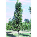 Säulen-Blasenbaum - Koelreuteria paniculata 'Fastigiata'