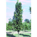 Koelreuteria paniculata 'Fastigiata' - Säulen-Blasenbaum