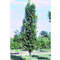 Säulen-Blasenbaum