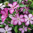 Clematis 'Liberty': Bild 3/7
