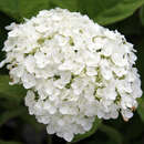 Hydrangea arbor. 'Strong Annabelle' - Schneeballhortensie