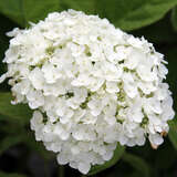 Hydrangea arbor. 'Strong Annabelle' - Schneeballhortensie