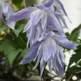 Clematis macropetala - Akelei-Waldrebe