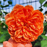 Rose 'Summer Song' - Englische Strauchrose