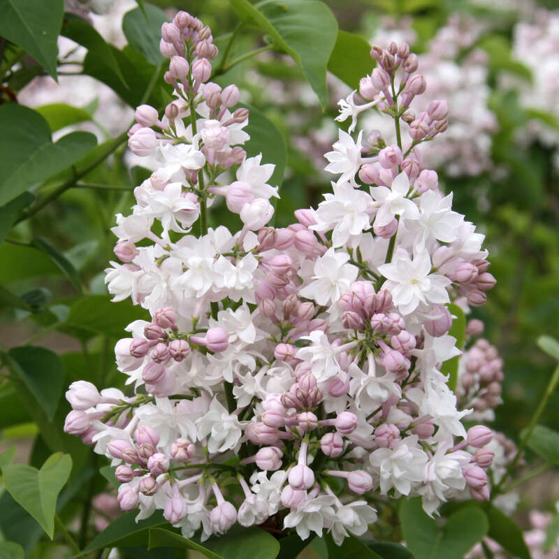 Edelflieder Gefulltbluhend Syringa Vulgaris Schone Von Moskau Weiss