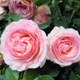 Rose 'Eden Rose' - Moderne Strauch-, Kletterrose