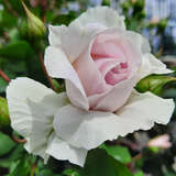 Rose 'Saphir' - Moderne Strauchrose