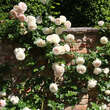 Rose 'Eden Rose': Bild 4/12