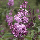 Syringa prestoniae 'Nocturne' - Juniflieder