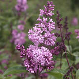 Syringa prestoniae 'Nocturne' - Juniflieder