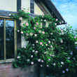 Rose 'The Generous Gardener': Bild 1/1
