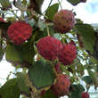 Cornus kousa 'White Fountain': Bild 1/1